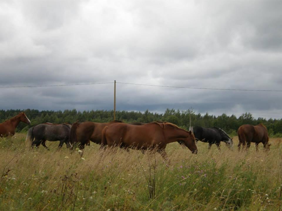 派尔努县 Sassi Talu Horsefarm酒店 外观 照片